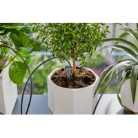 GARDENA Bewässerungs-Set Urlaubsbewässerung 5