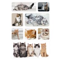 Sticker Katzenkinder