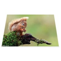 Schreibunterlage Eichhörnchen - 55 x 35 cm
