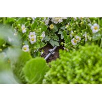 GARDENA Rohrhalter Micro-Drip-System, 15 St. 3